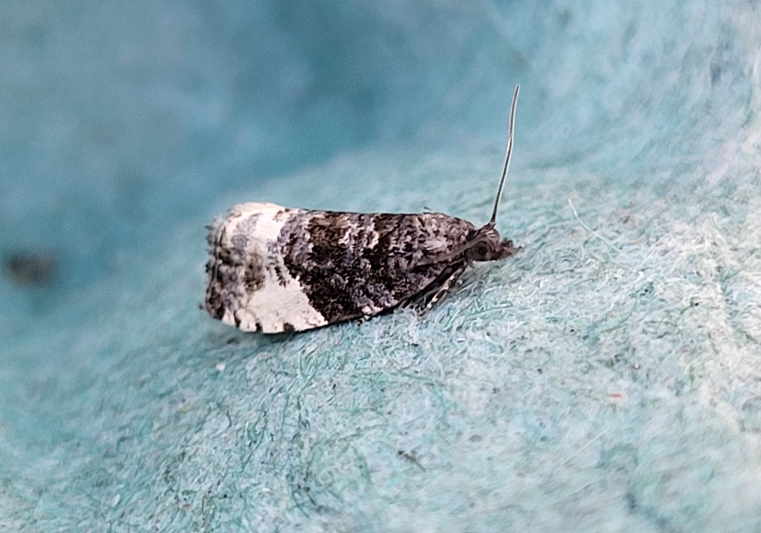 Photo of Plum Tortrix (Hedya pruniana)